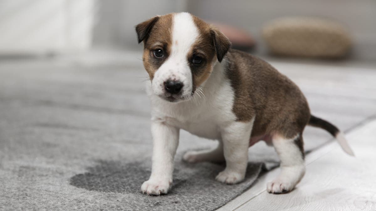 Why Pet Odor Keeps Coming Back After Cleaning (and How to Fix It for Good)